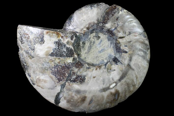 Bargain, Cut & Polished Ammonite Fossil (Half) - Madagascar #158335